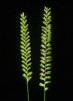 Crested dogstail (Cynosurus cristatus) grass flower spikes against a studio black background