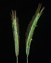 Rye (Secale cereale), two unripe spikes / ears with long awns.