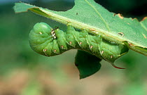 Tobacco hornworm (Manduca sexta) caterpillar feeding on damaged Tobacco (Nicotiana sp) leaf. USA.