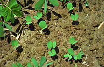 Sickle senna (Senna tora) seedlings, self seeding arable weeds near leaves of parent plant. Mississippi, USA.