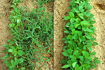 Comparison of untreated and herbicide treated Soybean (Glycine max) crop. Weeds have resulted in stunting of crop due to competion, Mississippi, USA.