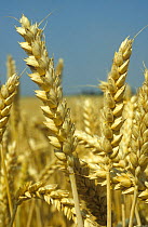 Winter wheat (Triticum aestivum) ears, ripe and ready to harvest. Berkshire, England, UK.