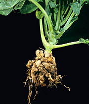 Clubroot (Plasmodiophora brassicae) diseased and distorted Cabbage (Brassica oleracea) root.