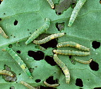 Diamondback moth (Plutella xylostella) caterpillars, pests of crucifers, feeding on damaged Cabbage (Brassica oleracea) leaf.