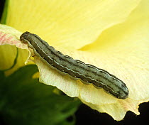 Beet armyworm (Spodoptera exigua) caterpillar on Cotton (Gossypium sp) flower, pest on many crops.
