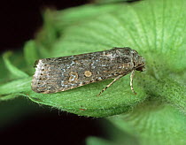 Beet armyworm / Small mottled willow (Spodoptera exigua) moth on Cotton (Gossypium sp) flower bud.