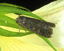 Beet armyworm / Small mottled willow (Spodoptera exigua) moth on Cotton (Gossypium sp) flower bracts.