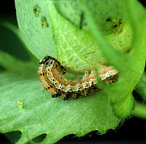 Tobacco budworm (Heliothis virescens) caterpillar feeding on unripe Cotton (Gossypium sp) boll.