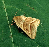 Tobacco budworm (Heliothis virescens) moth on Cotton (Gossypium) leaf.