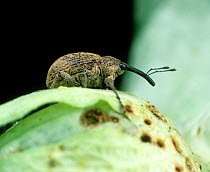 Boll weevil (Anthonomus grandis) on damaged unopened Cotton (Gossypium sp) boll.