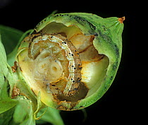 Tobacco budworm (Heliothis virescens) caterpillar feeding inside damaged Cotton (Gossypium sp) boll.