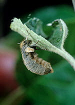Vapourer moth (Orgyia antiqua) wingless female, a minor pest of Apple (Malus domestica). England, UK.