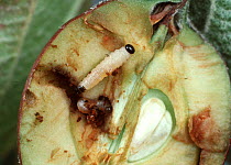 Apple sawfly (Hoplocampa testudinea) larva inside damaged Apple (Malus domestica) fruit, in cross section.