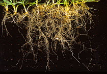 Winter wheat (Triticum aestivum) seedling roots establishing after direct drilling the crop. Berkshire, England, UK. Pinboard sampled specimens, studio shot.