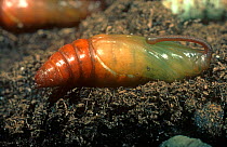 Tobacco hornworm / hawkmoth (Manduca sexta) pupa on soil, a serious Tobacco (Nicotiana sp) pest.