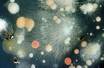 Yeasts and fungal mycelium culture contamination on culture nutrient Agar petri dish.