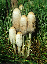 Lawyers&#39; wig fungus (Coprinus comatus) fruiting caps in grassland. Berkshire, England, UK.