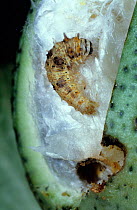 Spiny bollworm (Earias insulana) caterpillar on damaged Cotton (Gossypium sp) boll. Morocco.