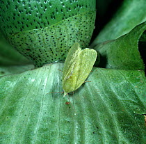 Spiny bollworm (Earias insulana) moth on unripe Cotton (Gossypium sp) boll, caterpillar food plant. Morocco.