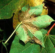 Cotton leafworm (Spodoptera littoralis) caterpillars feeding on Cotton (Gossypium sp) leaf. Morocco.