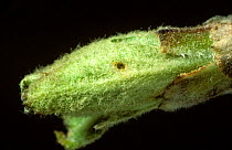 Apple (Malus domestica) leaf bud with damage caused by developing Winter moth (Operophtera brumata) caterpillar. England, UK.