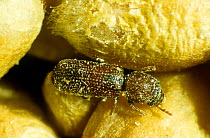 Lesser grain borer (Rhizopertha dominica) feeding on Wheat (Triticum aestivum), pest of stored cereal grains and peanuts. Photomicrograph.