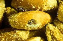 Lesser grain borer (Rhizopertha dominica) feeding on Wheat (Triticum aestivum), pest of stored cereal grains and peanuts. Photomicrograph.