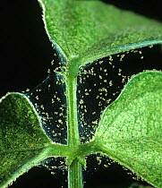Two spotted spider mite (Tetranychus urticae) webbing and damage to leaves of Green bean (Phaseolus vulgaris) plant. England, UK.
