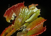 Winter moth (Operophtera brumata) caterpillar on damaged young Rose (Rosa sp) leaf. England, UK.