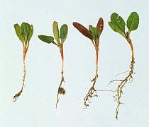 Sugar beet (Beta vulgaris) seedling with root damage caused by Garden symphylan (Scutigerella immaculata), a soil pest. England, UK.