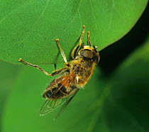 Drone fly (Eristalis tenax), a bee mimic, on leaf. England, UK.