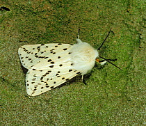 White ermine moth (Spilosoma lubricipeda) resting on bark.