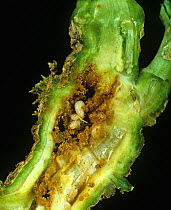 Rape winter stem weevil (Ceutorhynchus picitarsis) larvae in damaged Oilseed rape (Brassica napus napus) stem.