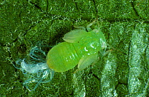 Apple sucker (Cacopsylla mali) nymph, an orchard pest, on Apple (Malus domestica) leaf. Photomicrograph.