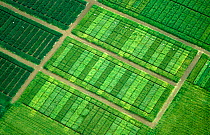 Aerial view of Cereal crop variety trials plots to test differences between varieties such as yield and disease resistance.