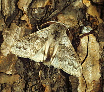 Pale tussock moth (Calliteara pudibunda) camouflaged against tree bark. Pest of Hops (Humulus lupulus). England, UK.