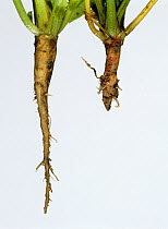 Flat backed millepede (Polydesmus angustus) damage to young Sugar beet (Beta vulgaris). Damaged tap root in comparison to normal undamaged tap root. England, UK.