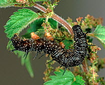 Peacock butterfly (Inachis io) last instar caterpillar feeding on Stinging nettle (Urtica dioica) food plant.