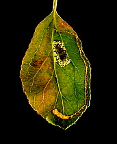 Leaf miner damage to Apple (Malus domestica) leaf. Round mines of Micromoth (Phyllonorycter sp) and long mines of Micromoth (Lyonetia sp).