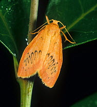 Rosy footman (Miltochrista miniata) moth resting on plant. England, UK.