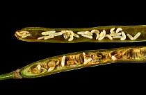 Brassica pod midge (Dasineura brassicae) larvae infestation in open Oilseed rape (Brassica napus napus) seed pod. England, UK.