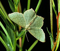 Common emerald moth (Hemithea aestivaria). Berkshire, England, UK.