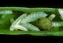 Brassica pod midge (Dasineura brassicae) larvae infestation in Oilseed rape (Brassica napus napus) seed pod.
