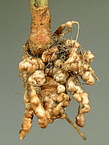 Clubroot (Plasmodiophora brassicae) distorted root of a Cabbage (Brassica oleracea). England, UK.