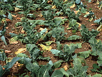 Cabbage (Brassica oleracea) crop wilted due to Clubroot (Plasmodiophora brassicae) allotment soil infection. England, UK.