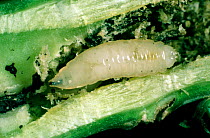 Cabbage root fly (Delia radicum) larvae with frass in damaged Oilseed rape (Brassica napus napus) root.