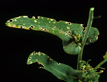 Flea beetle (Phyllotreta sp) feeding damage on Oilseed rape (Brassica napus napus) leaf.