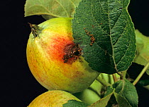 Codling moth (Cydia pomonella) caterpillar exit hole on Apple (Malus domestica) fruit.