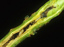 Cabbage root fly (Delia radicum) larvae with frass in damaged Oilseed rape (Brassica napus napus) root.