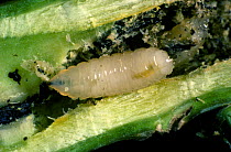 Cabbage root fly (Delia radicum) larva with frass in damaged Oilseed rape (Brassica napus napus) root.